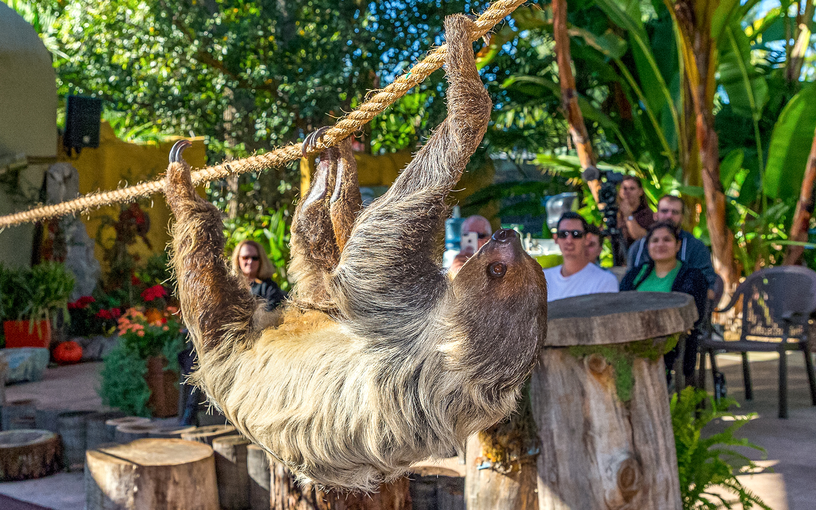 Sloth hanging on a rope at San Diego Zoo with visitors watching.