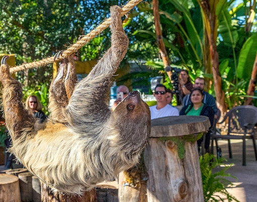 Sloth hanging on a rope at San Diego Zoo with visitors watching.