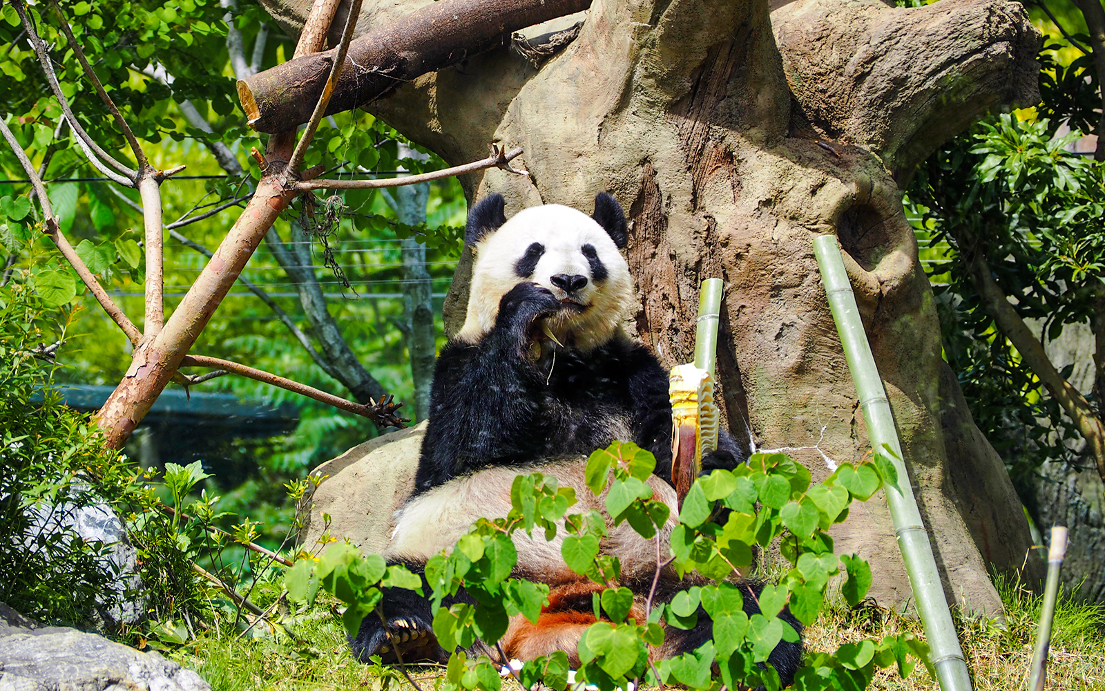Panda eating bamboo in a zoo enclosure surrounded by greenery.