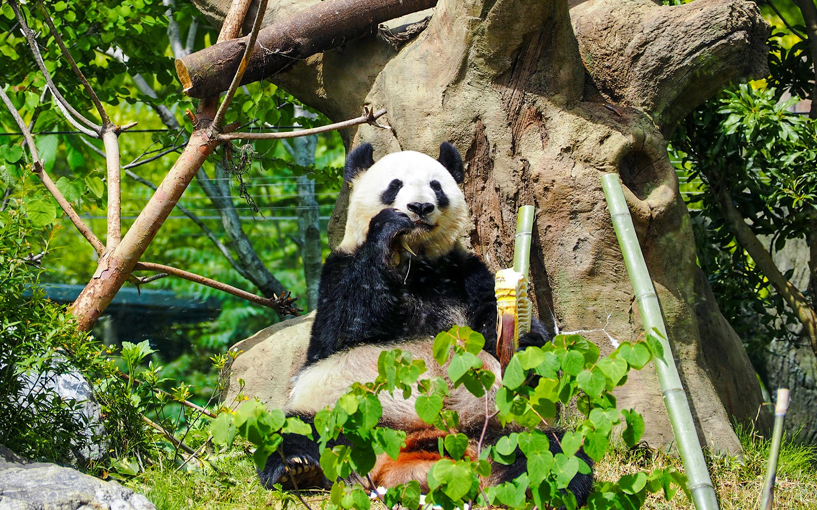 Panda eating bamboo in a zoo enclosure surrounded by greenery.