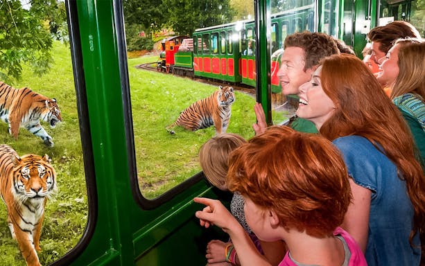 Train passengers view tigers during Bengal Express ride at Bellewaerde Christmas Park, Belgium.