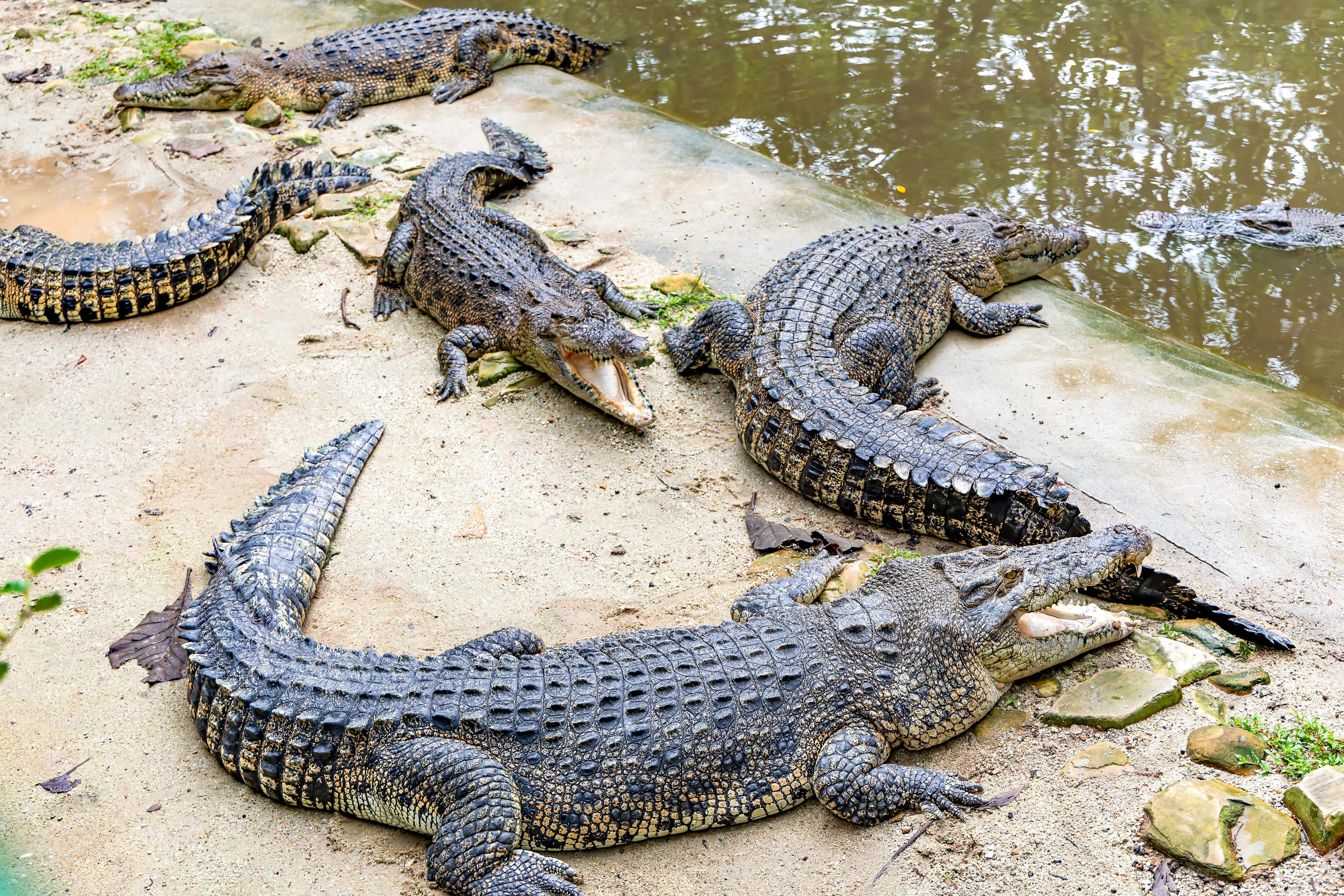 Crocodiles resting by the water at Crocodile Park.