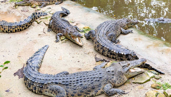 Crocodile Safari