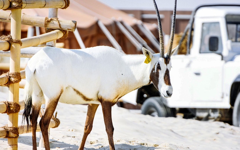 Arabian oryx standing in a desert camp setting with a vehicle in the background.