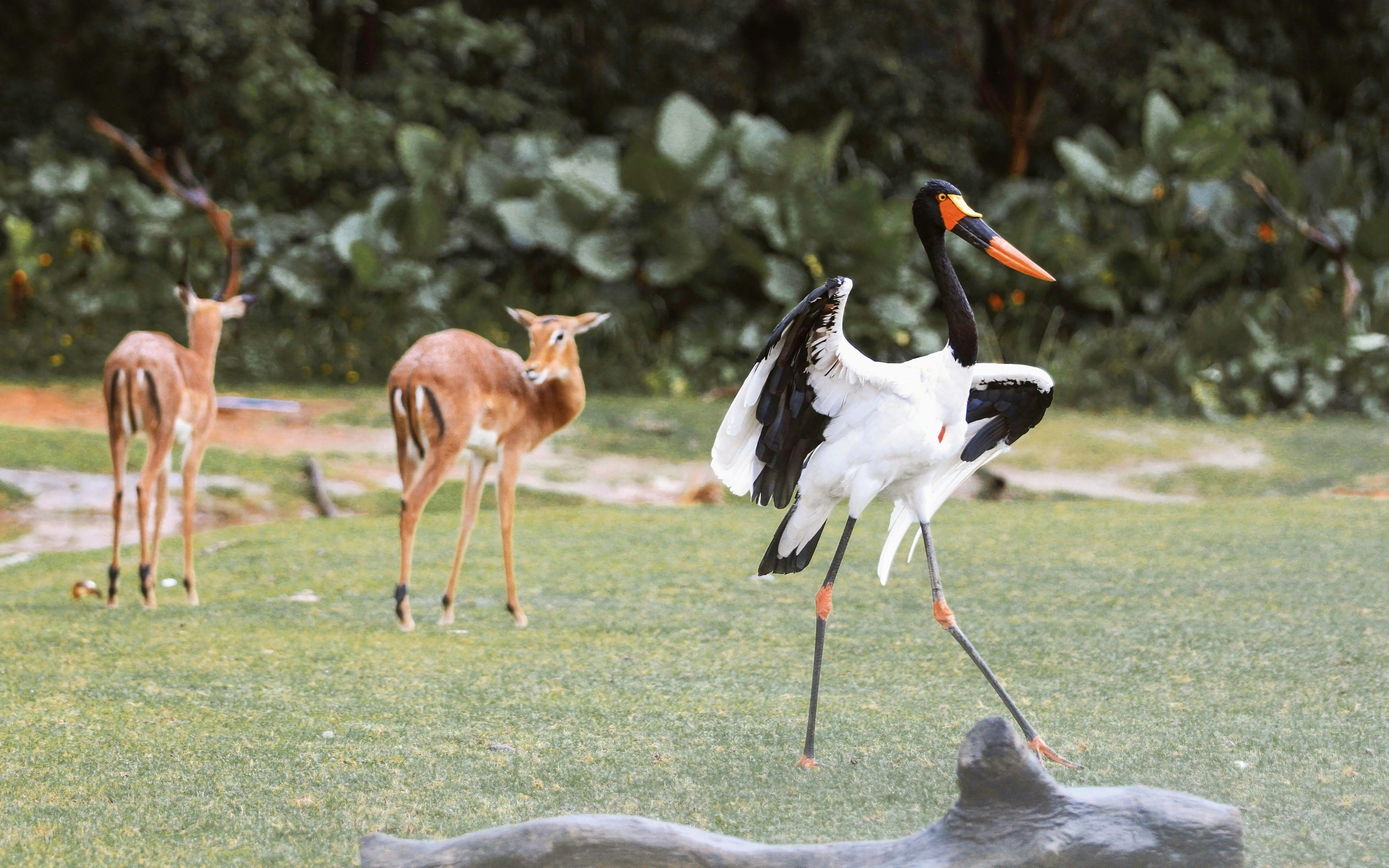 Saddle-billed stork and antelopes at Nairobi Safari Walk.