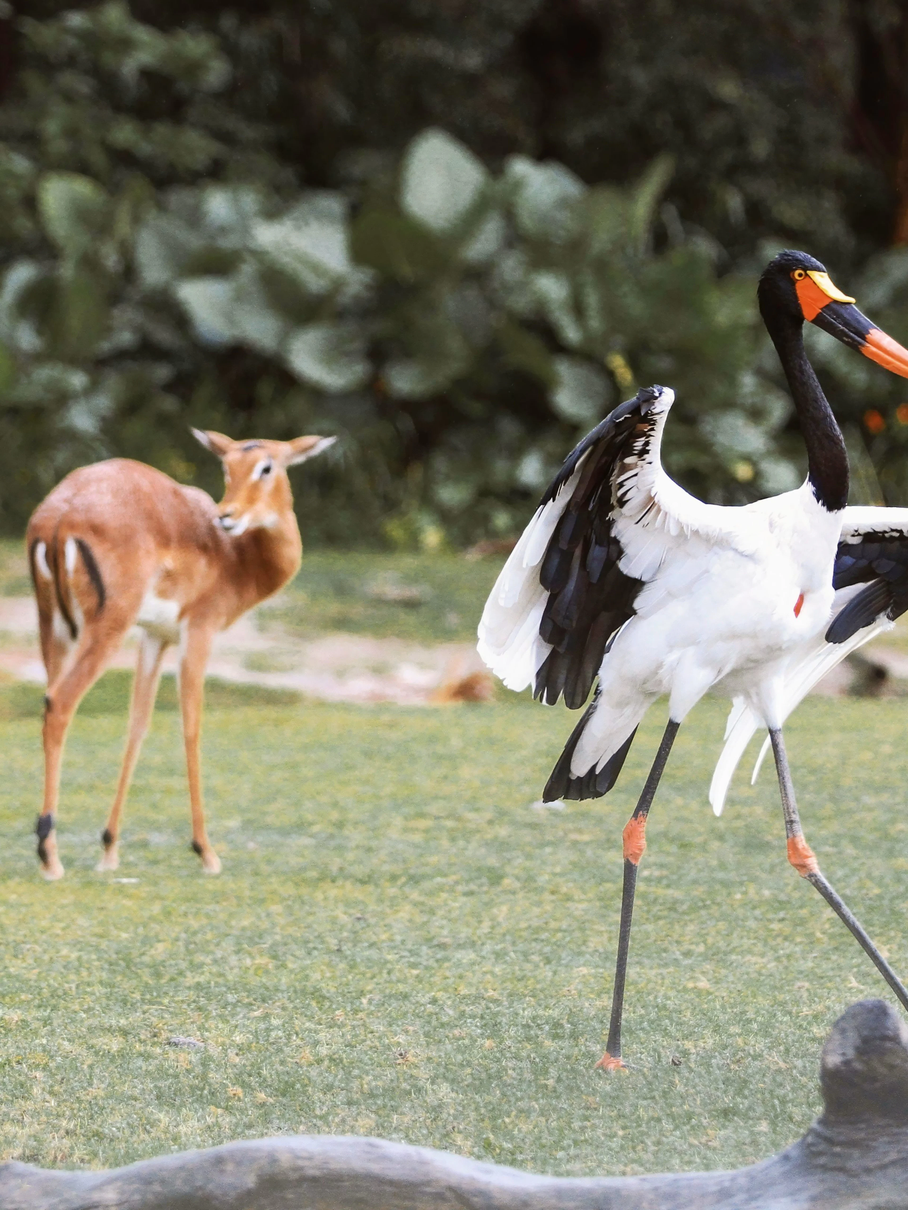 Saddle-billed stork and antelopes at Nairobi Safari Walk.