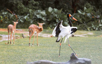 Saddle-billed stork and antelopes at Nairobi Safari Walk.