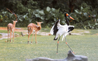 Saddle-billed stork and antelopes at Nairobi Safari Walk.
