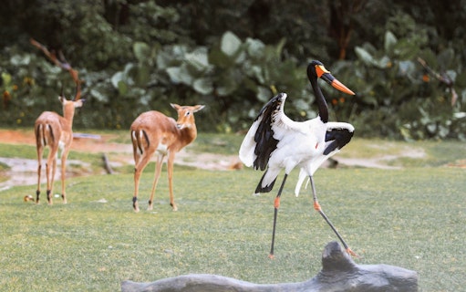 Saddle-billed stork and antelopes at Nairobi Safari Walk.