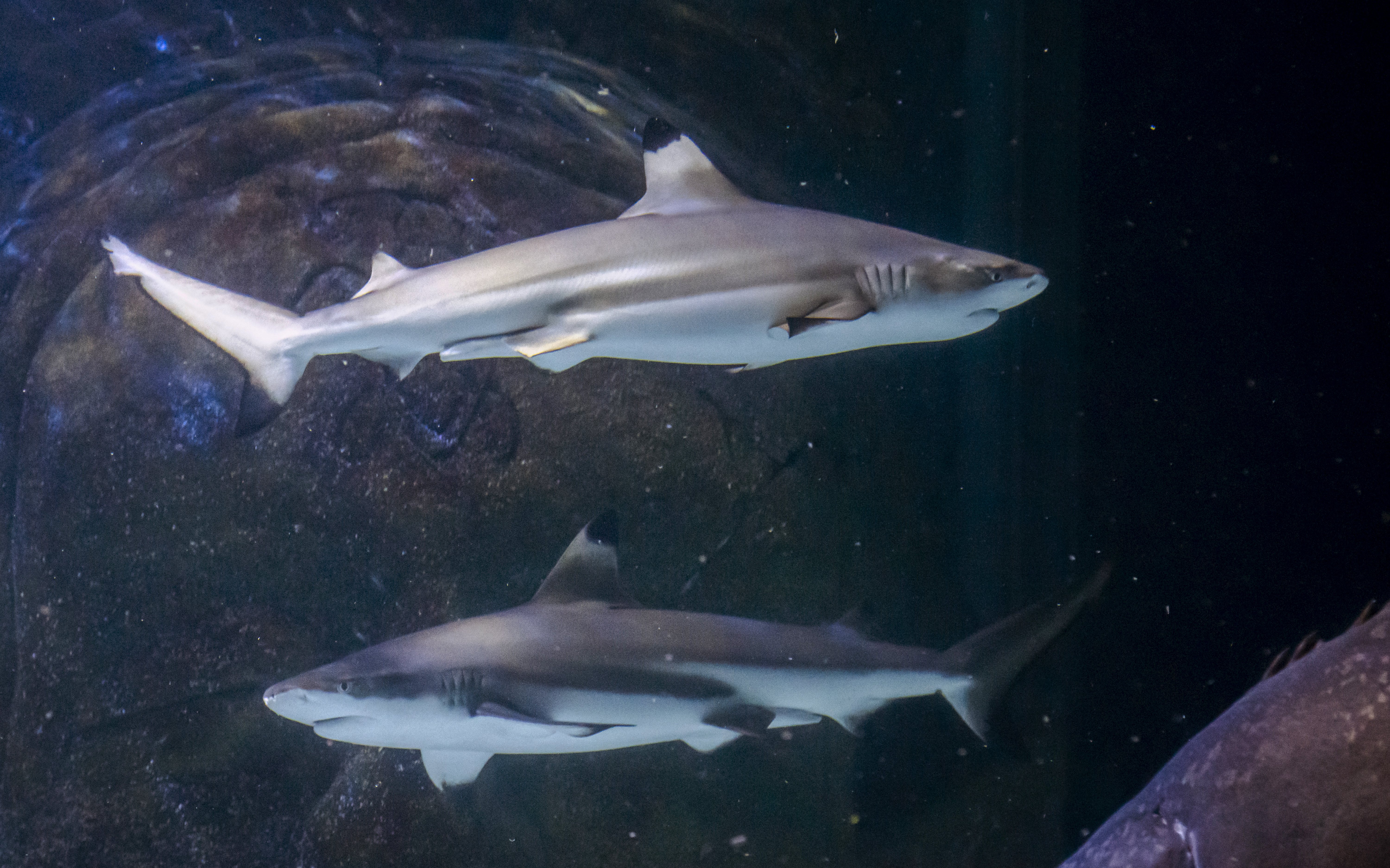 Sharks swimming in an aquarium at SEA Life Manchester.