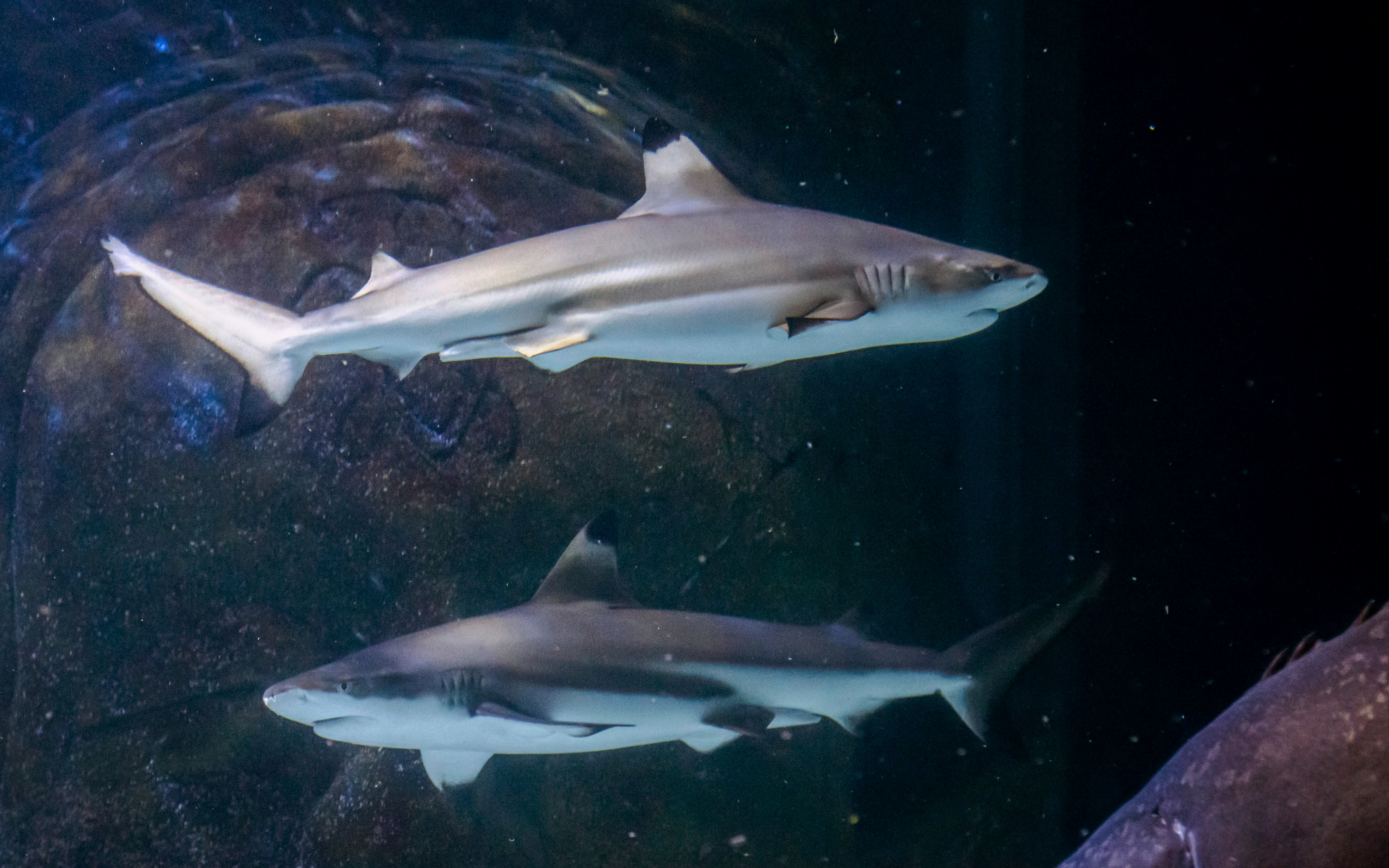 Sharks swimming in an aquarium at SEA Life Manchester.