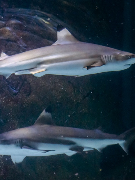 Sharks swimming in an aquarium at SEA Life Manchester.