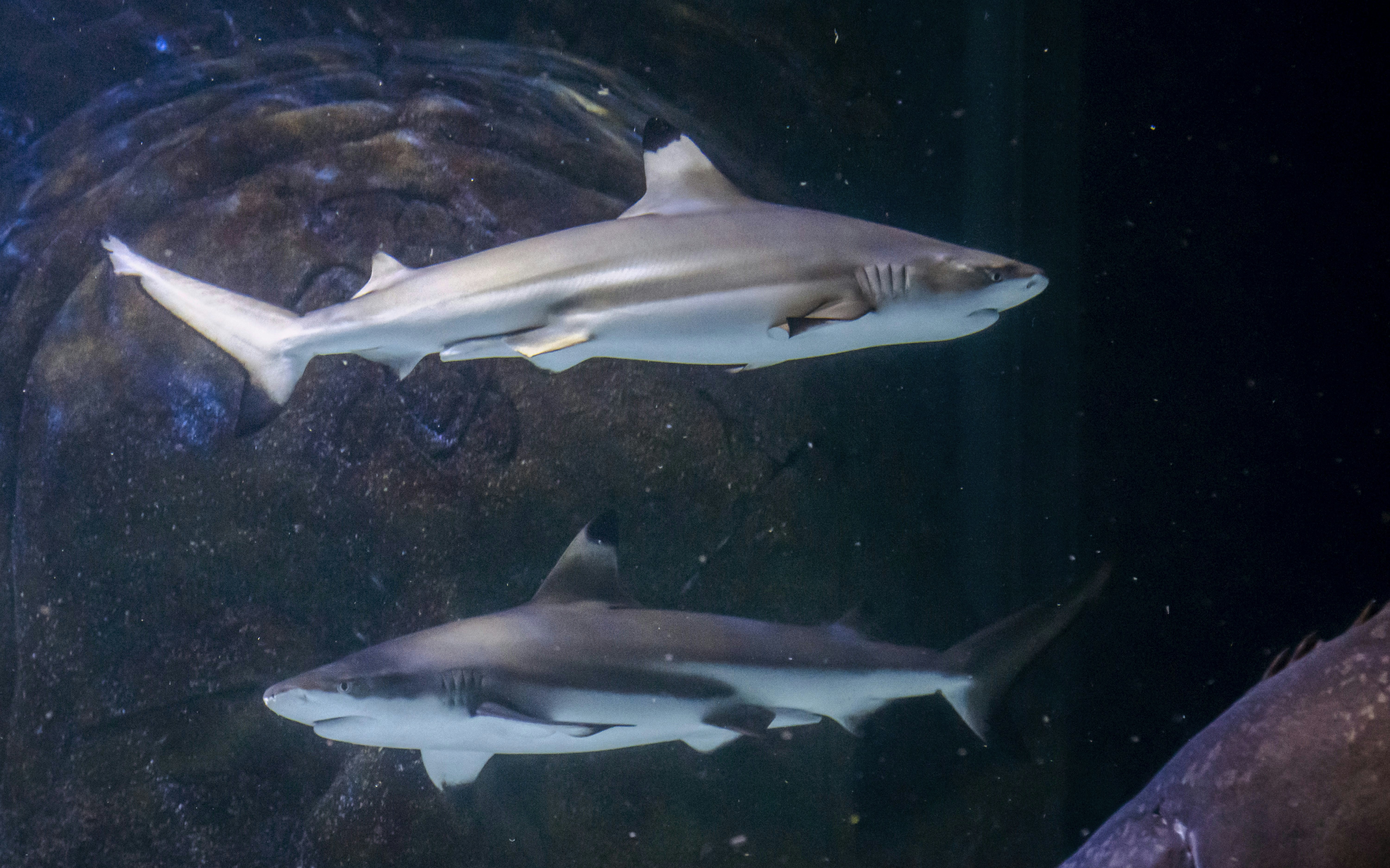 Sharks swimming in an aquarium at SEA Life Manchester.