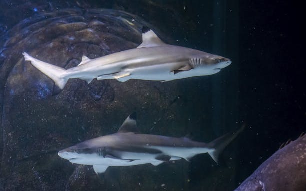 Sharks swimming in an aquarium at SEA Life Manchester.