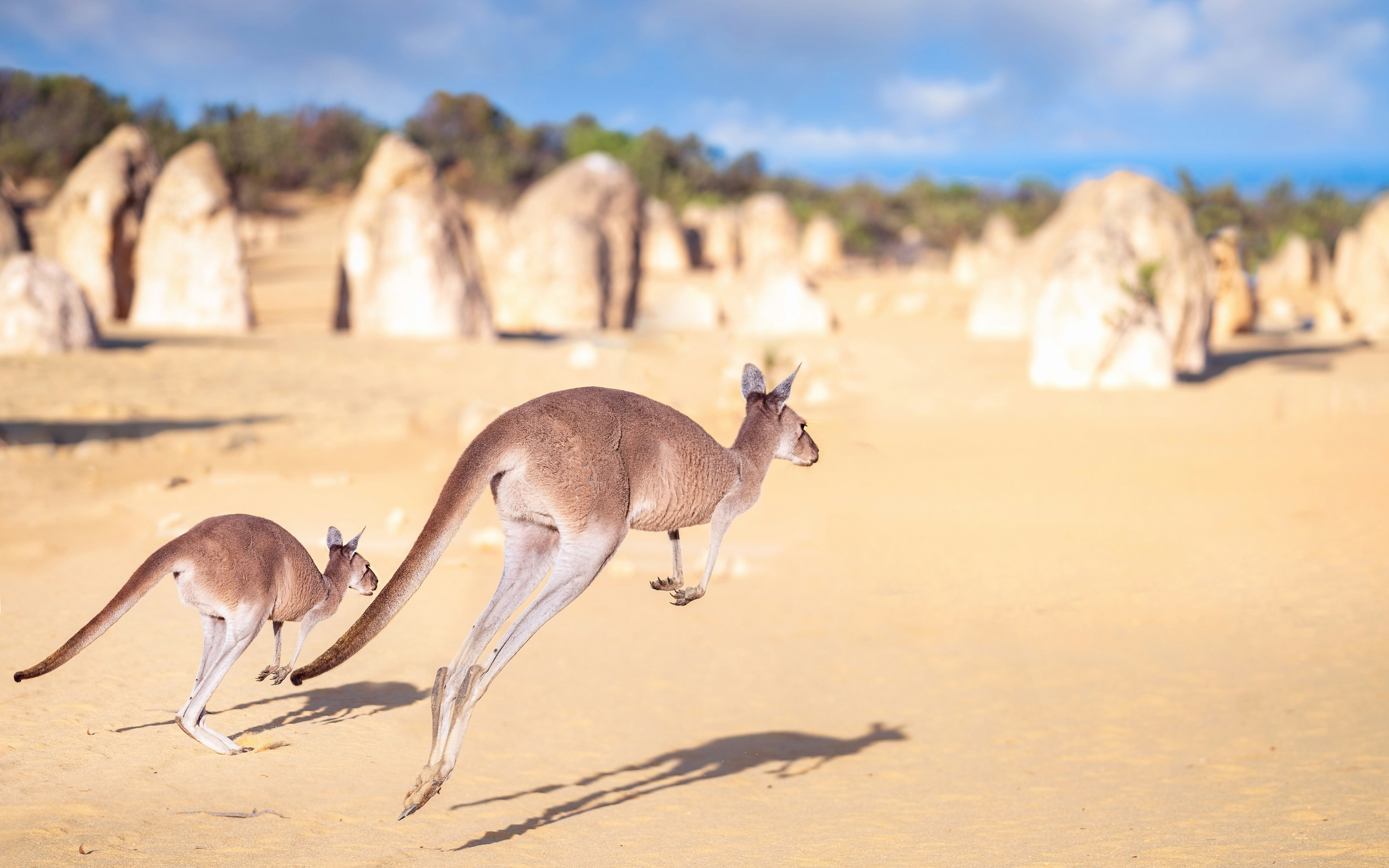 Kangaroos jumping in Pinnacles Desert, Nambung National Park, Australia.