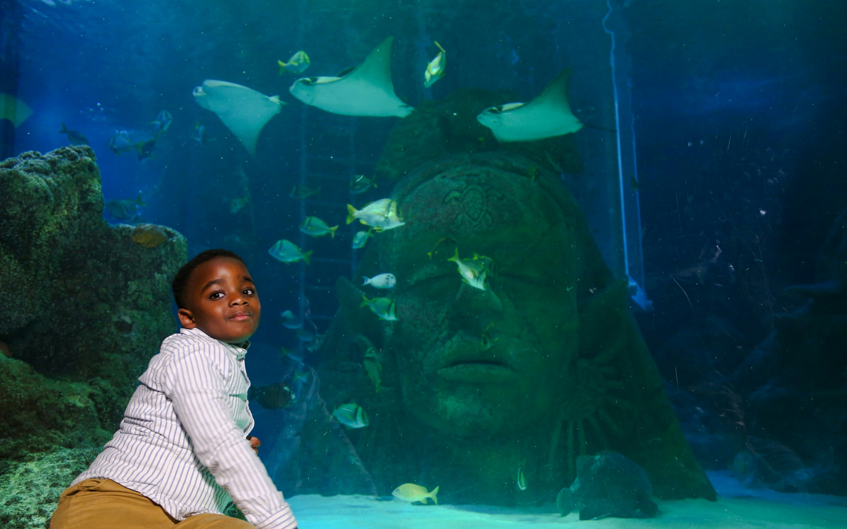Child observing fish and rays in SEA Life Manchester aquarium.