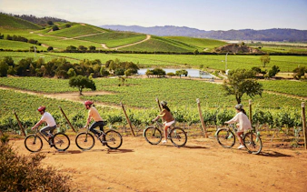 Cyclists riding through vineyards at Casas del Bosque winery, Chile.