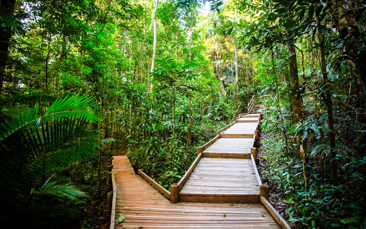 Daintree Jindalba Boardwalk through lush rainforest vegetation.