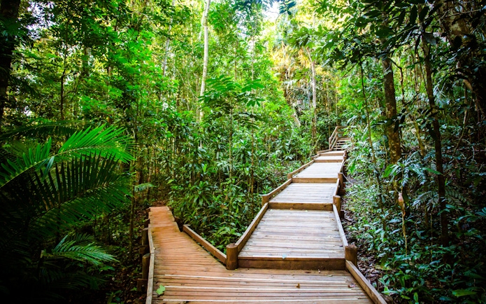 Daintree Jindalba Boardwalk through lush rainforest vegetation.