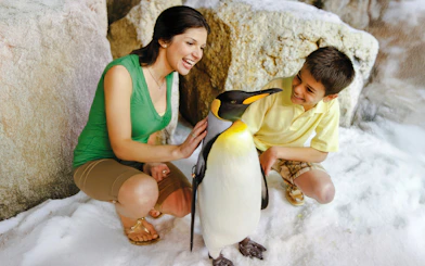 Visitors interacting with a penguin at SeaWorld Orlando.