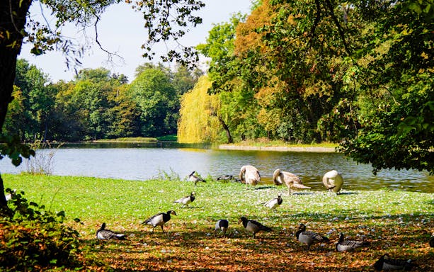 Swans, geese, and ducks by a lake in Garten Eden park, Schloss Nymphenburg, Munich.