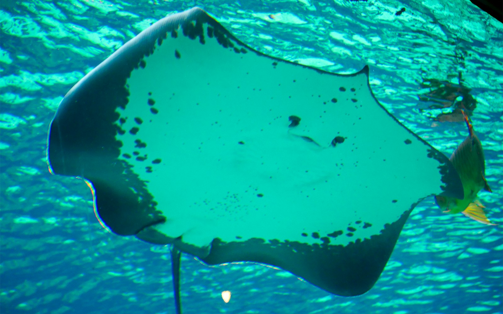 Giant freshwater stingray swimming at River Wonders Singapore.