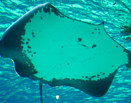 Freshwater Stingrays