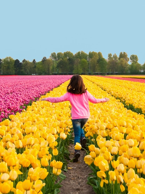 Guest running through tulip fields in Keukenhof, Netherlands.