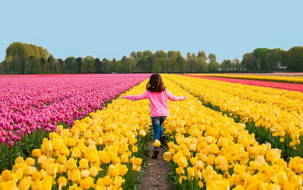 Guest running through tulip fields in Keukenhof, Netherlands.