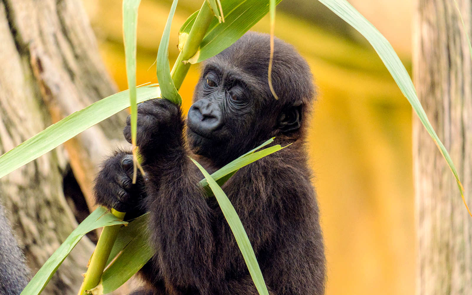 Young gorilla holding bamboo in a forest setting.
