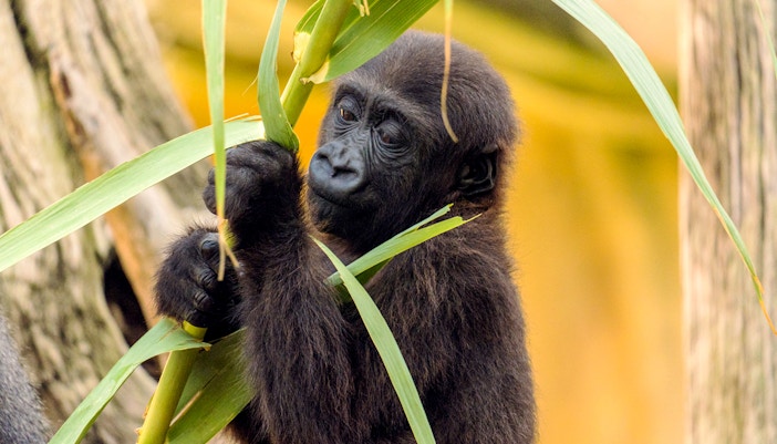Young gorilla holding bamboo in a forest setting.