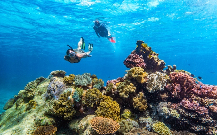 Snorkelers exploring vibrant coral reef in Great Barrier Reef's clear waters during Cairns cruise.