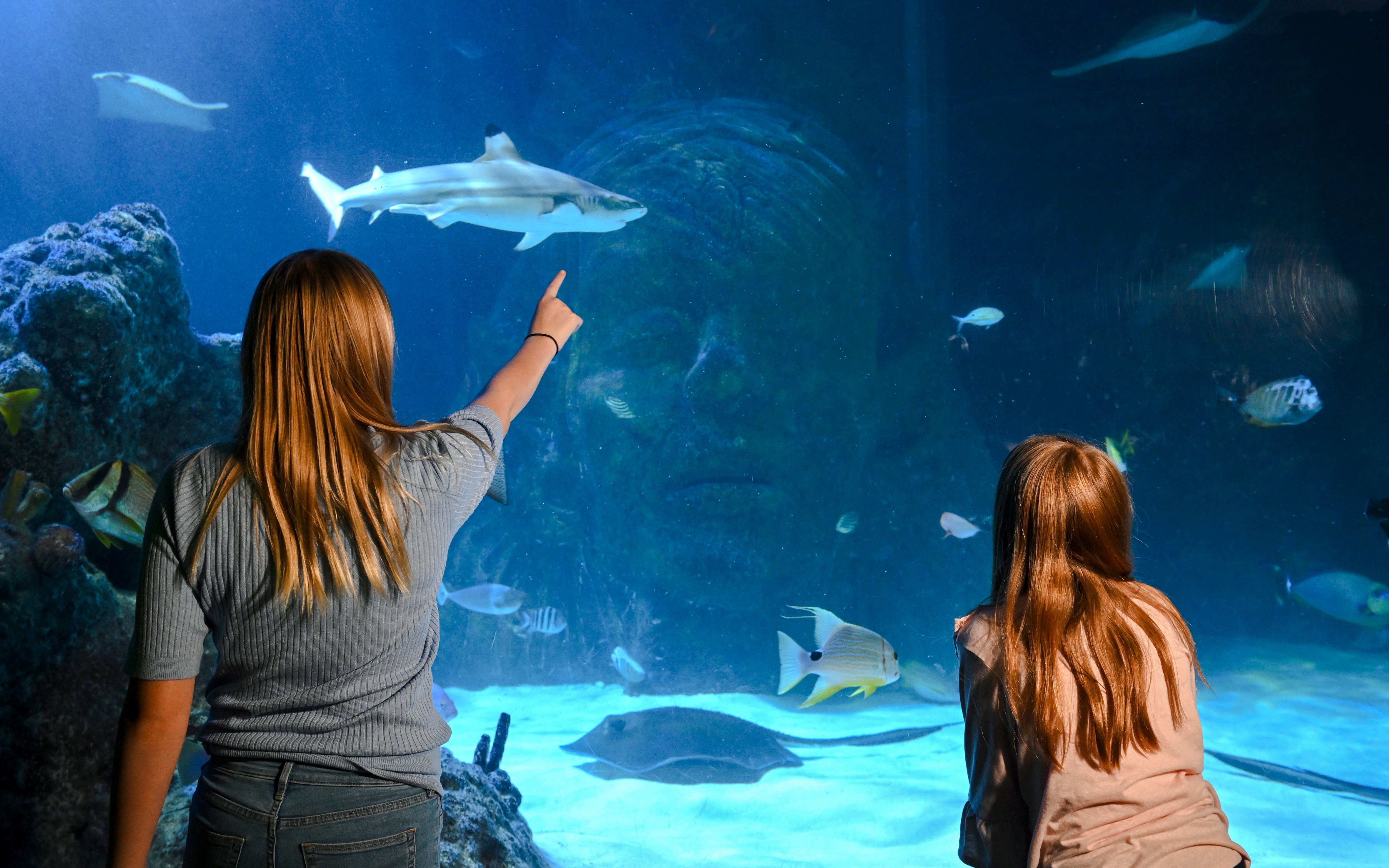 Guests observing marine life at SEA LIFE Manchester aquarium.