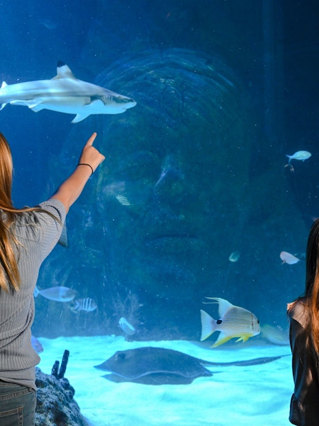 Guests observing marine life at SEA LIFE Manchester aquarium.