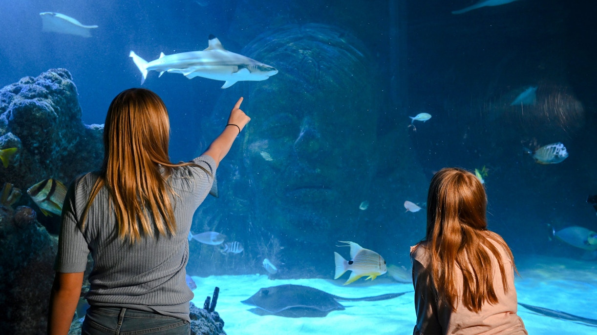 Guests observing marine life at SEA LIFE Manchester aquarium.
