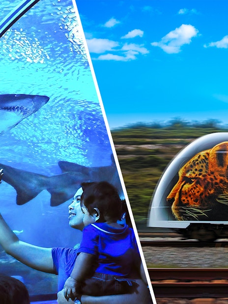 Aquaria KLCC tunnel with sharks and KLIA Ekspress train with leopard design.
