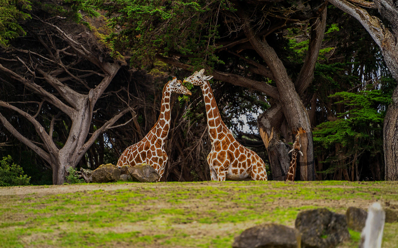 Giraffes eating leaves at San Francisco Zoo amidst trees.