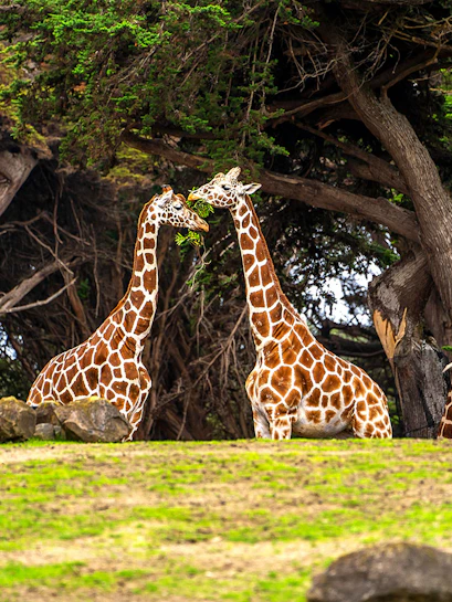 Giraffes eating leaves at San Francisco Zoo amidst trees.