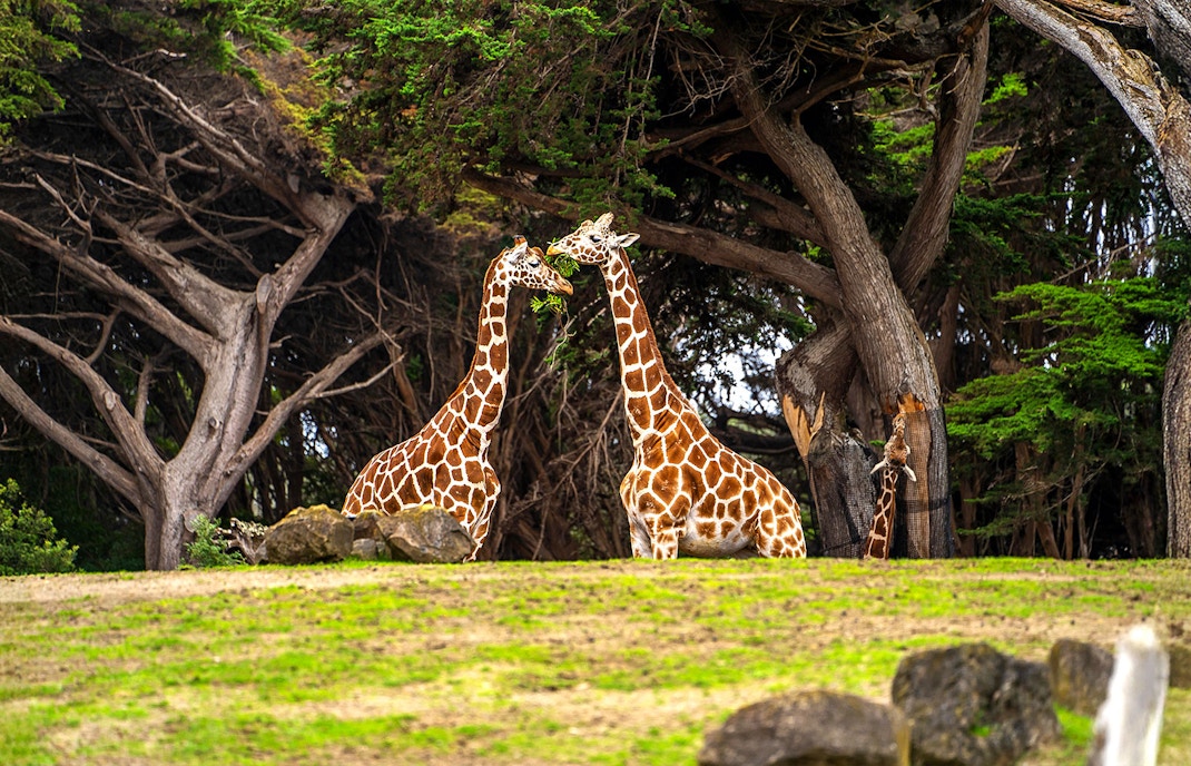 giraffes eating leaves at belfast zoo