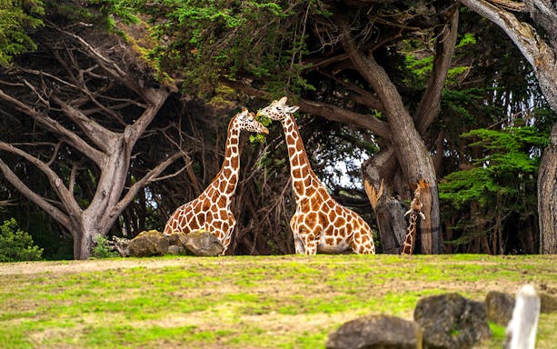 Giraffes eating leaves at San Francisco Zoo amidst trees.