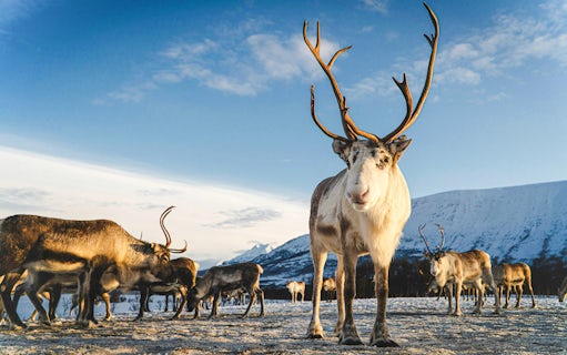 au départ de tromsø : visite de l'élevage de rennes et de la culture sami avec déjeuner-2