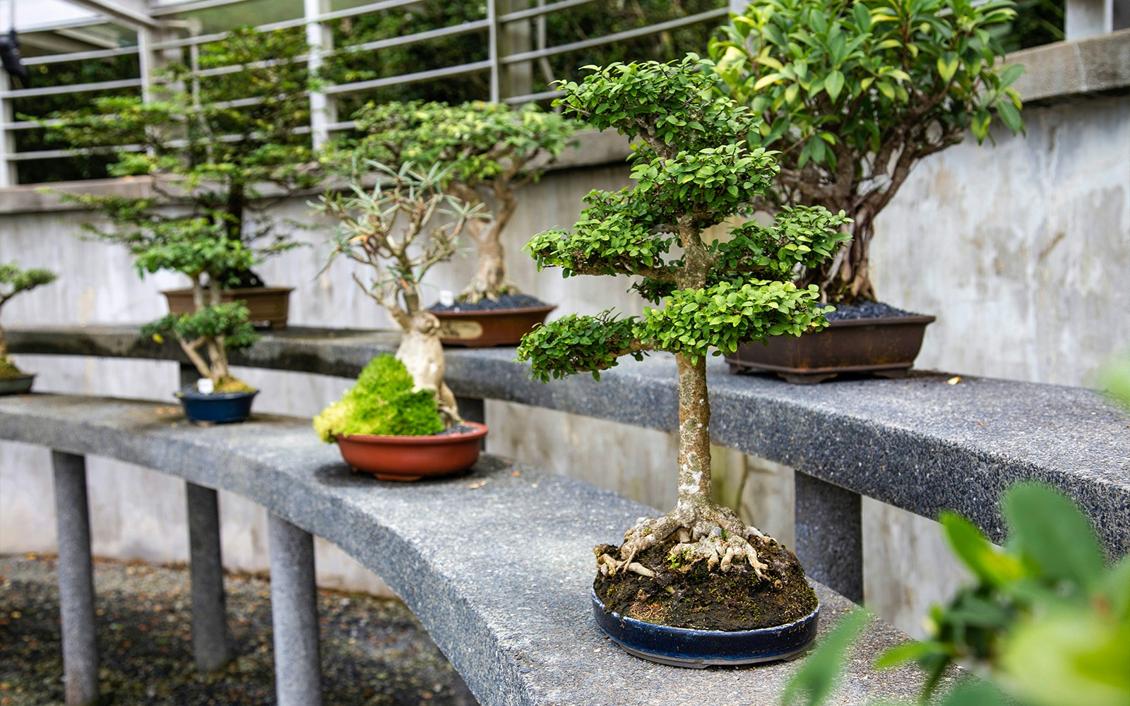 Bonsai House