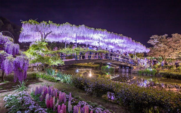 Visitors on a bridge under illuminated wisteria at Ashikaga Flower Park, Japan.
