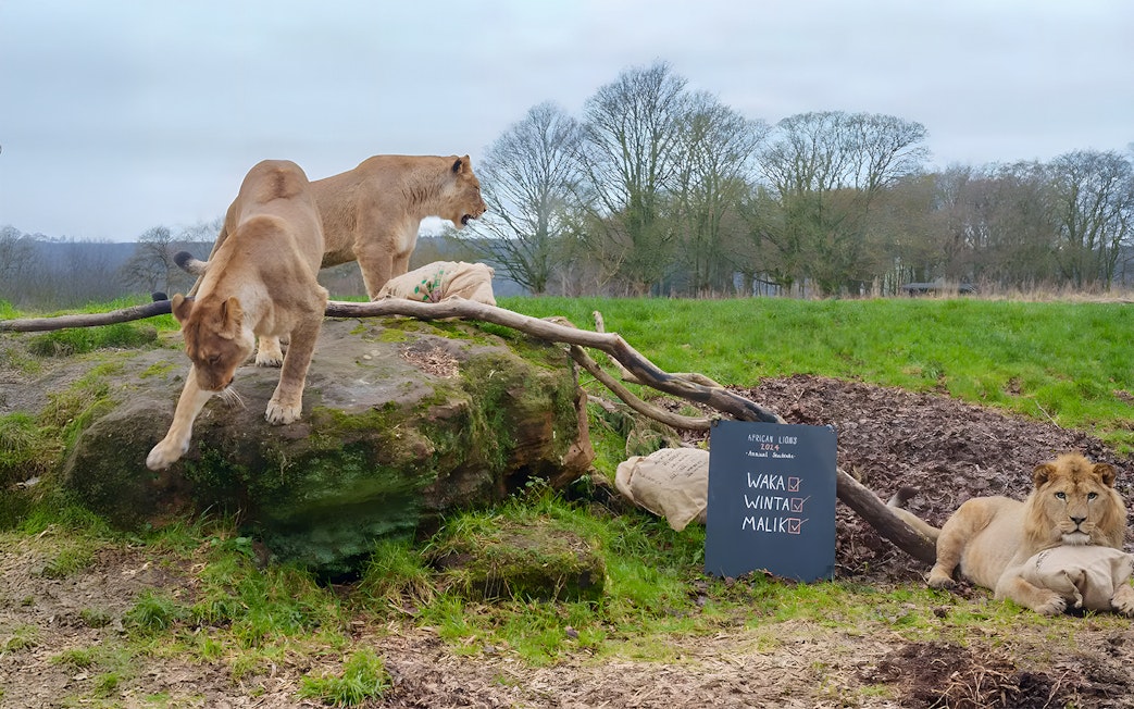 Lions resting and exploring at ZSL Whipsnade Zoo, England.