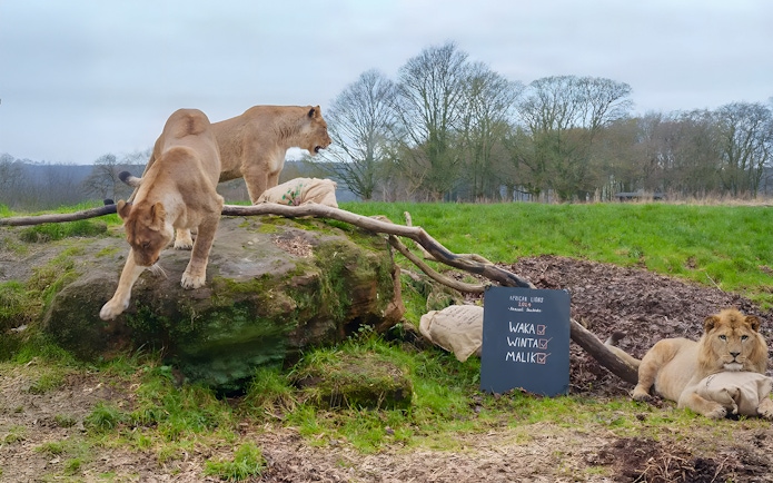 Lions resting and exploring at ZSL Whipsnade Zoo, England.