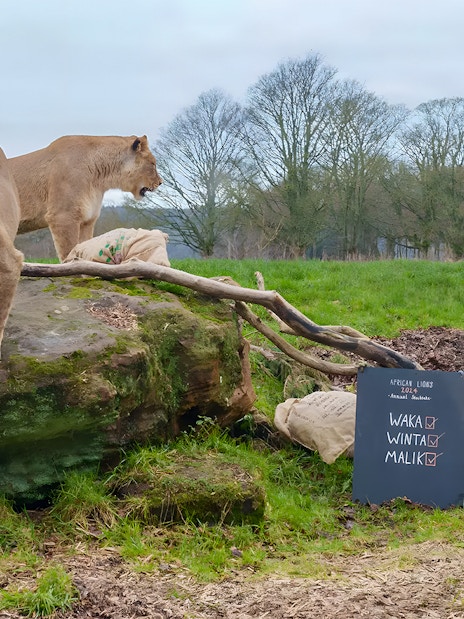Buy Whipsnade Zoo Tickets Family Fun Wildlife Adventures buy-whipsnade-zoo-tickets-family-fun-wildlife-adventures