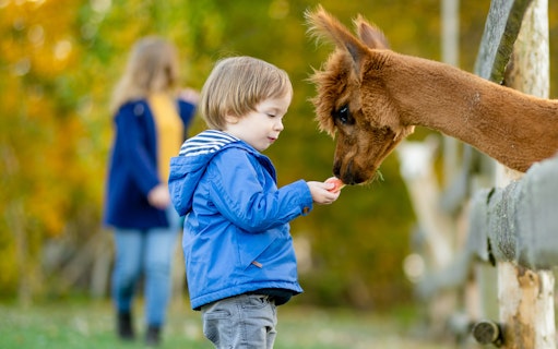 Toddler boy feeding an alpaca at a farm zoo in autumn.