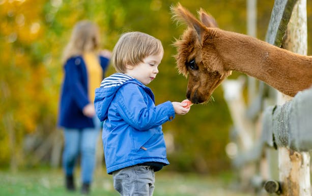 Toddler boy feeding an alpaca at a farm zoo in autumn.