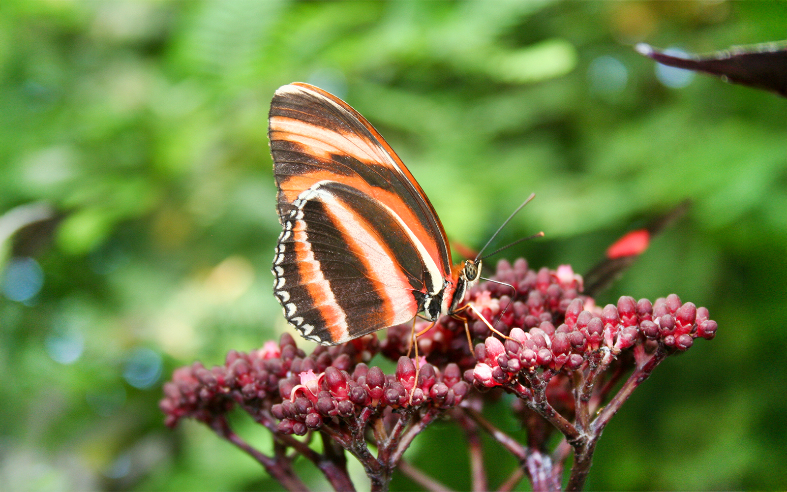 Butterfly on red flowers at Mainau Flower Island, Germany.