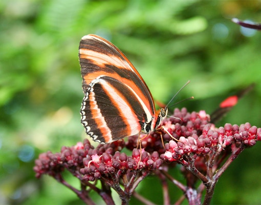 Butterfly on red flowers at Mainau Flower Island, Germany.